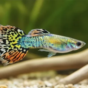 Highlight Guppy Dragon Tail (Poecilia reticulata)